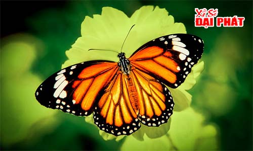 Những hình ảnh con bướm đẹp nhất lung linh sắc màu